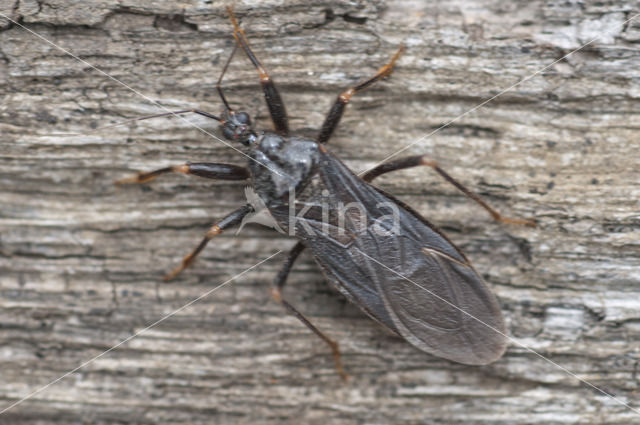 Masked hunter (Reduvius personatus)