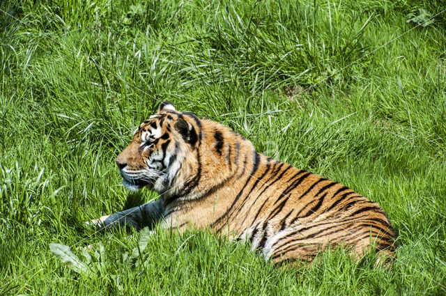 Bengal Tiger (Panthera tigris tigris)