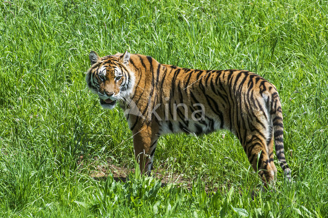 Bengal Tiger (Panthera tigris tigris)