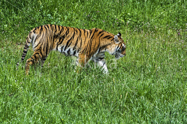 Bengal Tiger (Panthera tigris tigris)