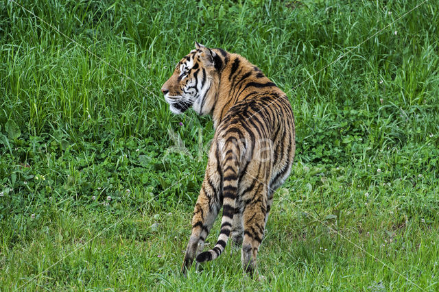 Bengal Tiger (Panthera tigris tigris)