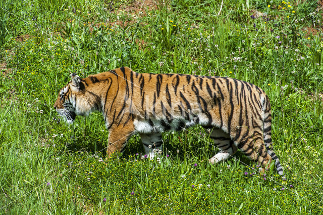 Bengal Tiger (Panthera tigris tigris)