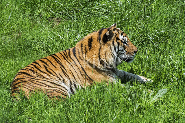 Bengal Tiger (Panthera tigris tigris)