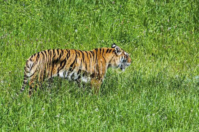 Bengal Tiger (Panthera tigris tigris)