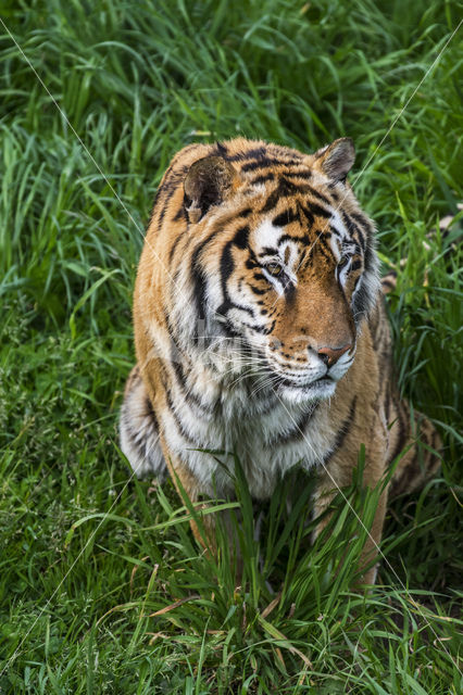 Bengal Tiger (Panthera tigris tigris)