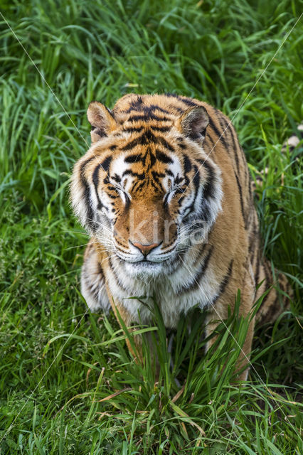 Bengal Tiger (Panthera tigris tigris)