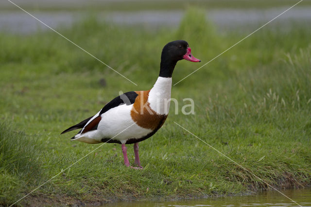 Bergeend (Tadorna tadorna)