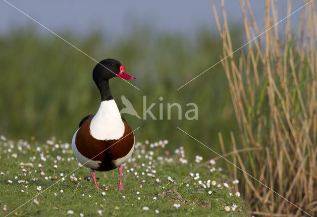 Bergeend (Tadorna tadorna)