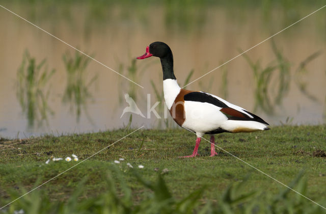 Bergeend (Tadorna tadorna)