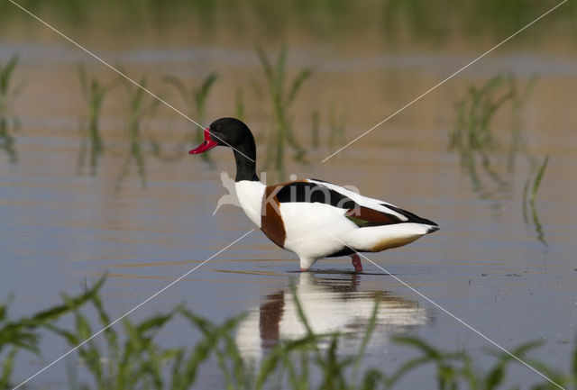 Bergeend (Tadorna tadorna)