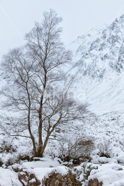 Birch (Betula)