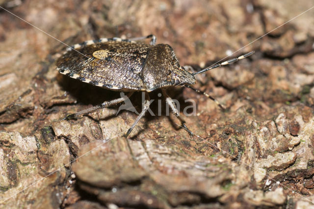 Sloe bug (Dolycoris baccarum)