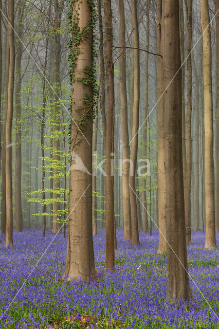 Beech (Fagus spec.)