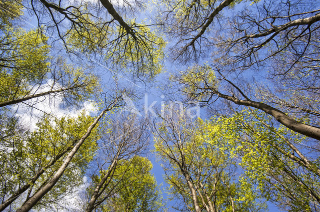 Beuk (Fagus sylvatica)