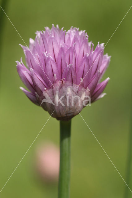 wild chives (Allium schoenoprasum)