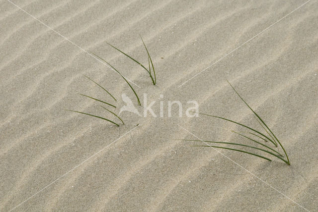 Sand Couch-grass (Elytrigia juncea subsp. boreoatlantica)