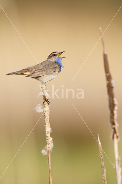 Blauwborst (Luscinia svecica)