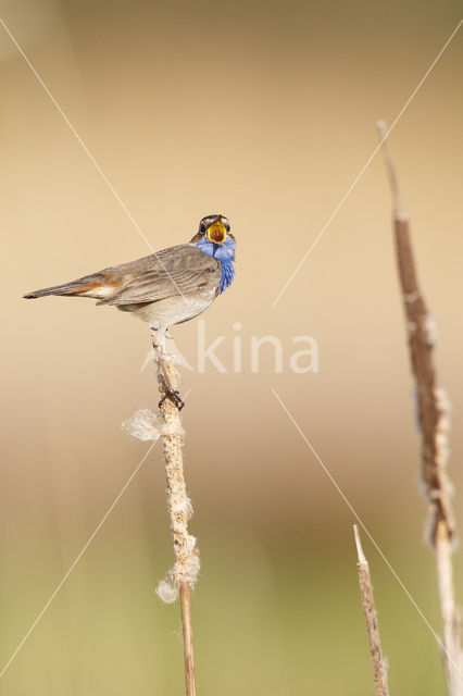 Blauwborst (Luscinia svecica)