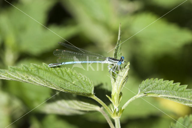 Blauwe breedscheenjuffer (Platycnemis pennipes)