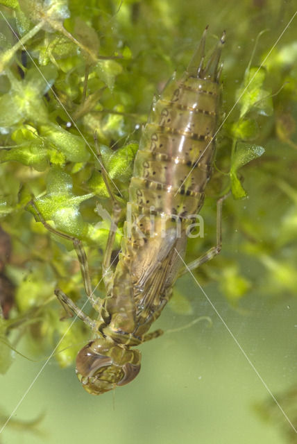 Blauwe glazenmaker (Aeshna cyanea)