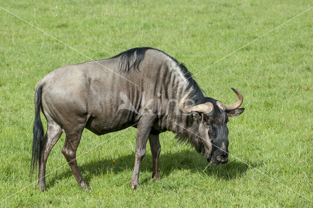 Blue Wildebeest (Connochaetes taurinus)