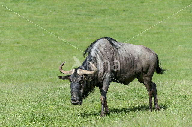 Blue Wildebeest (Connochaetes taurinus)