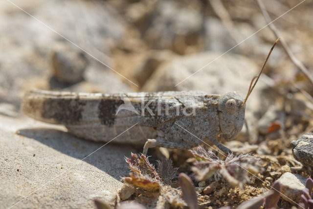 Blue-winged grasshopper (Oedipoda caerulescens)