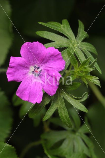 Bloedooievaarsbek (Geranium sanguineum)