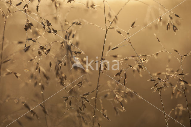 Bochtige smele (Deschampsia flexuosa)