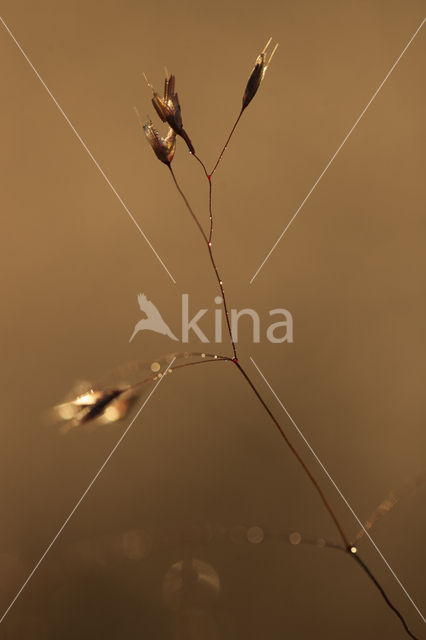 Bochtige smele (Deschampsia flexuosa)