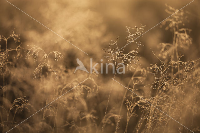 Bochtige smele (Deschampsia flexuosa)