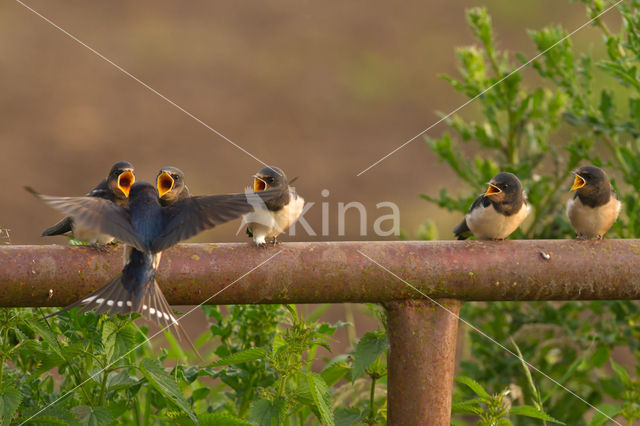 Boerenzwaluw (Hirundo rustica)