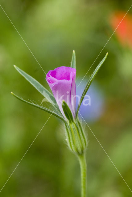Corncockle (Agrostemma githago)