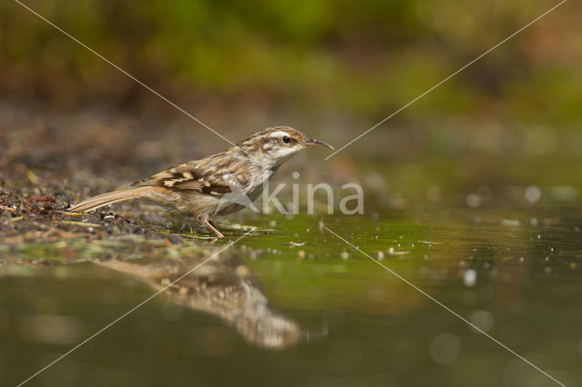 Boomkruiper (Certhia brachydactyla)