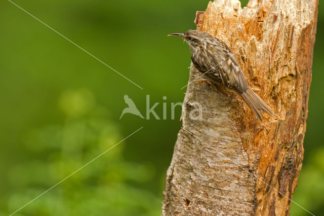 Boomkruiper (Certhia brachydactyla)