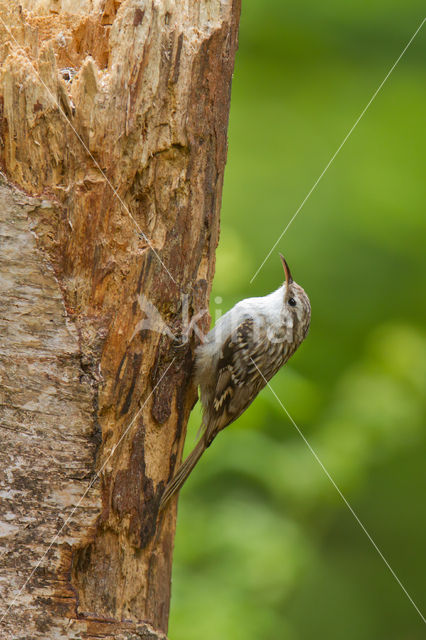 Boomkruiper (Certhia brachydactyla)