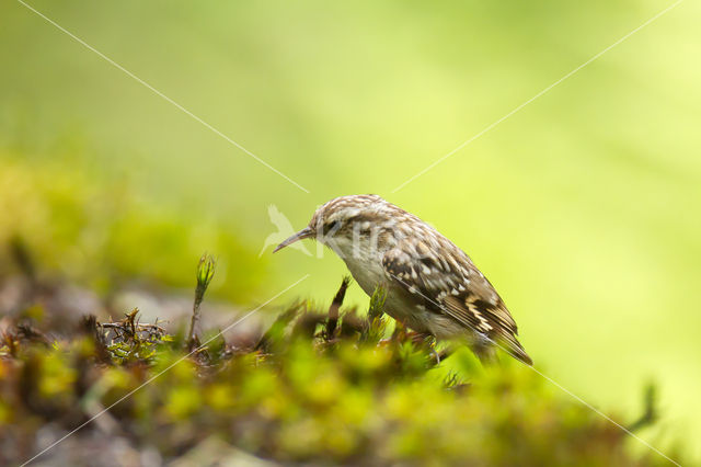 Boomkruiper (Certhia brachydactyla)