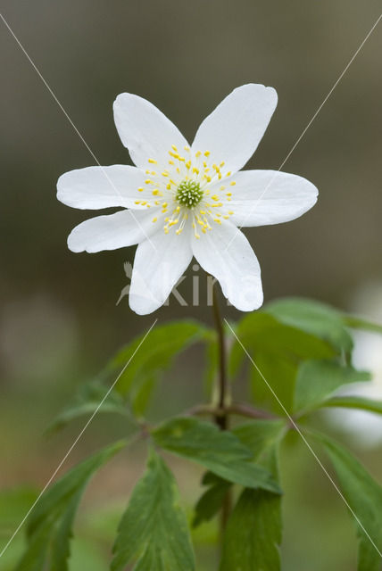 Bosanemoon (Anemone nemorosa)