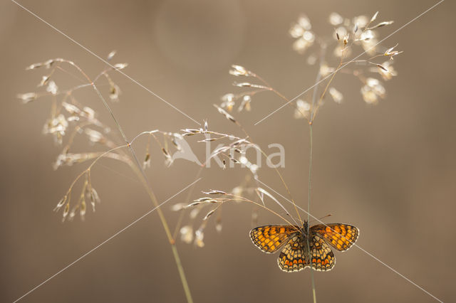 Bosparelmoervlinder (Melitaea athalia)