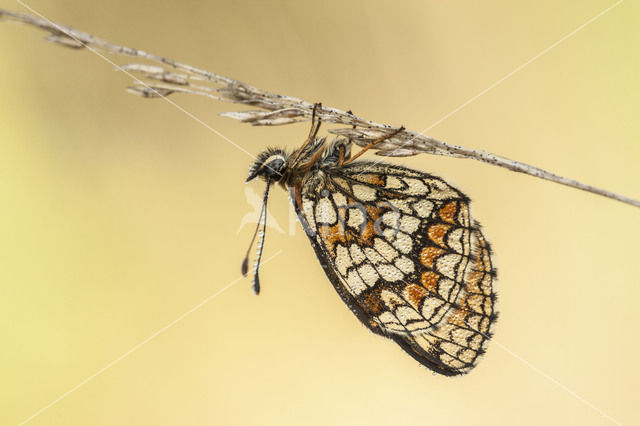 Bosparelmoervlinder (Melitaea athalia)