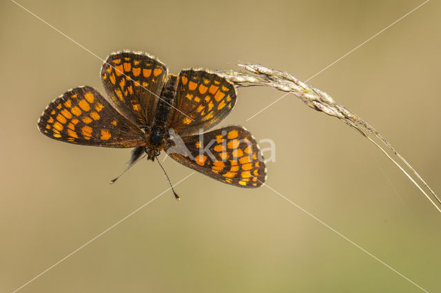 Bosparelmoervlinder (Melitaea athalia)