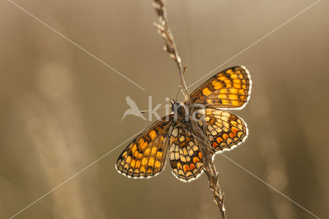 Bosparelmoervlinder (Melitaea athalia)