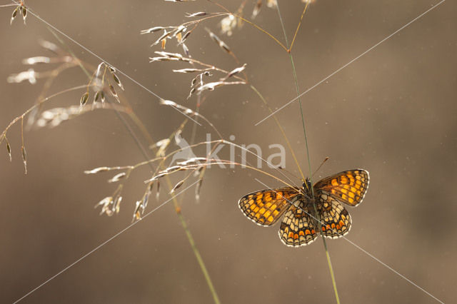 Heath Fritillary (Melitaea athalia)