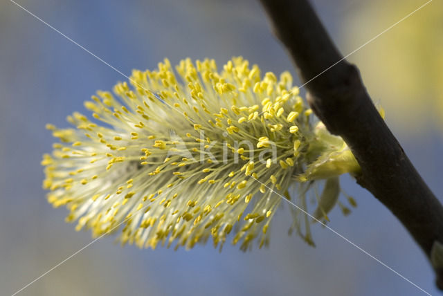 Boswilg (Salix caprea)