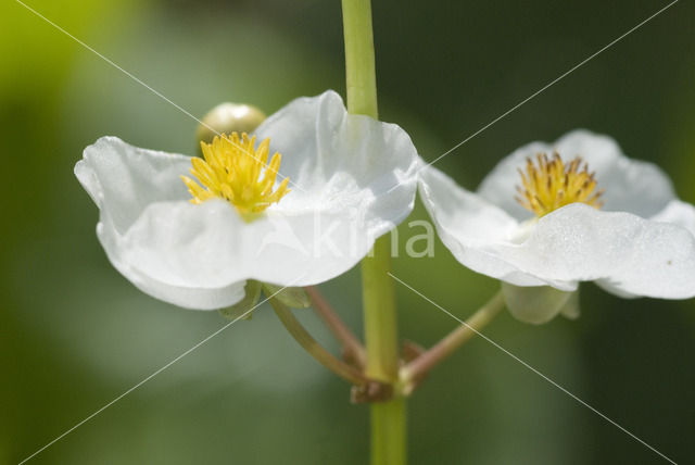 broadleaf arrowhead (Sagittaria latifolia)