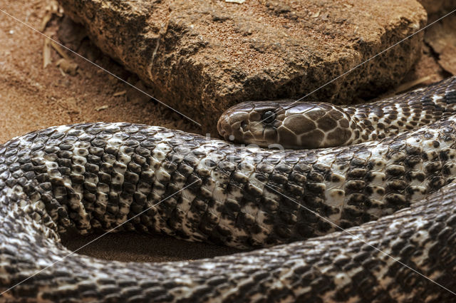 Indian cobra (Naja naja)