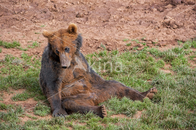 Bruine beer (Ursus arctos)