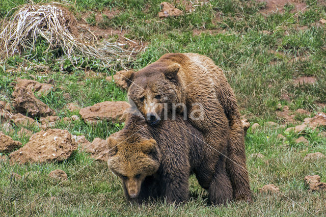 Bruine beer (Ursus arctos)