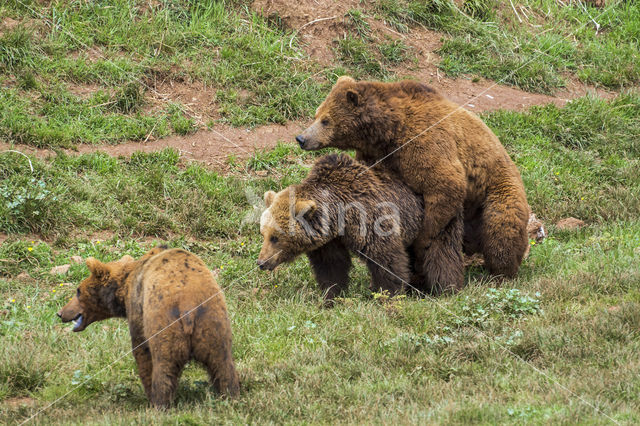 Bruine beer (Ursus arctos)