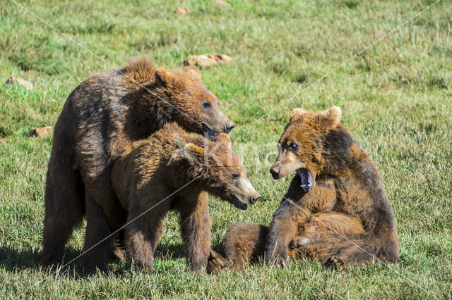 Brown Bear (Ursus arctos)